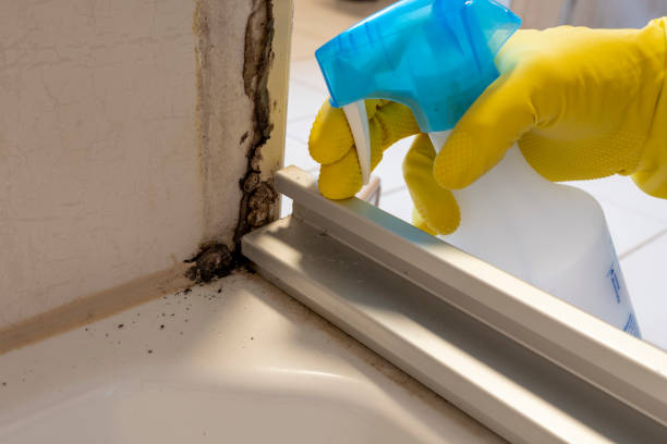 Best Toxic Mold Removal  in Bean Station, TN